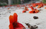 Ngắm hoa gạo nở rực góc trời
